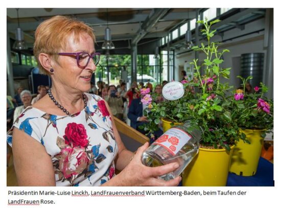 Rosentaufe LandFrauen Rose