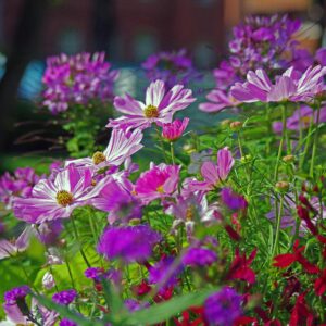 BUGA 2023 in Mannheim